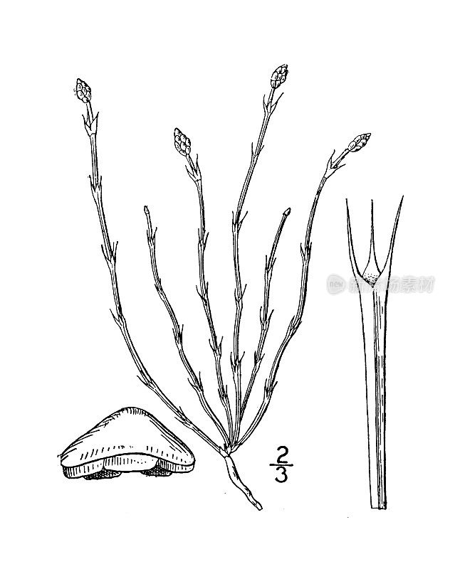 古植物学植物插图:Equisetum scirpoides，莎草状的Equisetum